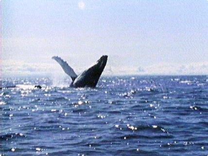 La grande allure (2e partie)